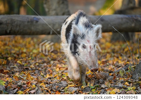 Wild boars in nature. Beautiful concept for animals and nature. Wild boars in nature. Beautiful concept for animals and nature. 124309348