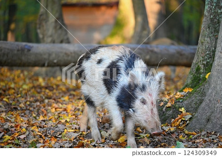 Wild boars in nature. Beautiful concept for animals and nature. Wild boars in nature. Beautiful concept for animals and nature. 124309349