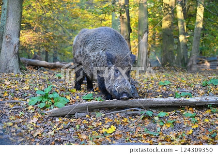 Wild boars in nature. Beautiful concept for animals and nature. Wild boars in nature. Beautiful concept for animals and nature. 124309350