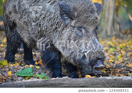 Wild boars in nature. Beautiful concept for animals and nature. Wild boars in nature. Beautiful concept for animals and nature. 124309351