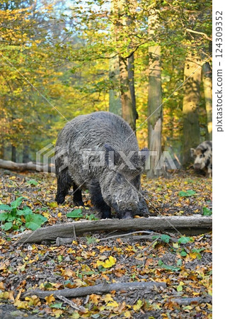 Wild boars in nature. Beautiful concept for animals and nature. 124309352