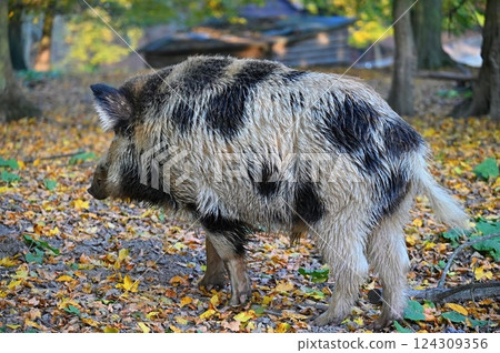 Wild boars in nature. Beautiful concept for animals and nature. 124309356