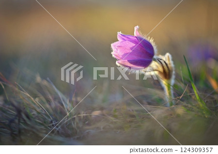 Spring background with flower. Beautiful nature at sunset in spring time. Pasque flower (Pulsatilla grandis) Spring background with flower. Beautiful nature at sunset in spring time. Pasque flower (Pulsatilla grandis) 124309357