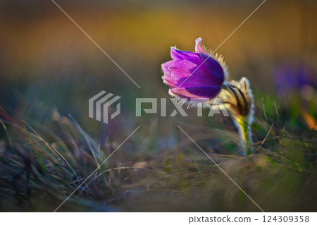 Spring and springtime flower in the rain. Blooming beautiful flowers on a meadow in nature. Pasque flower and sun with a natural colored background. (Pulsatilla grandis) Spring and springtime flower in the rain. Blooming beautiful flowers on a meadow in nature. Pasque flower and sun with a natural colored background. (Pulsatilla grandis) 124309358