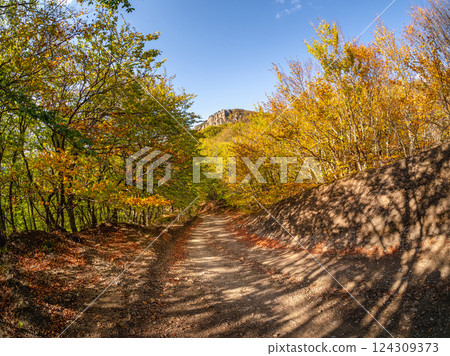 Empty dry road through an autumn forest. Empty dry road through an autumn forest. 124309373