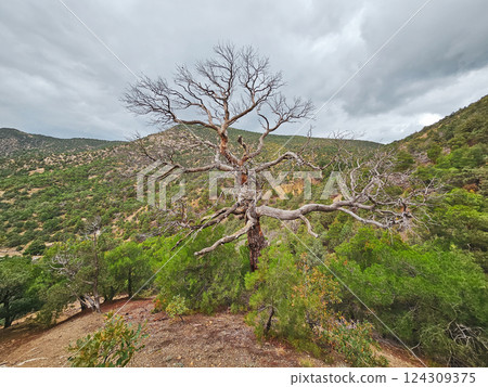 Picturesque Crimean nature. Dry mountain forest. Picturesque Crimean nature. Dry mountain forest. 124309375