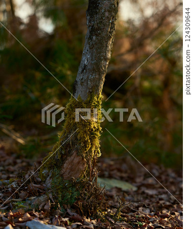 The setting sun setting over a moss-covered tree 124309644