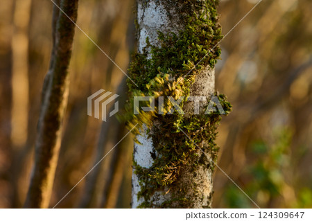 Moss swaying in the wind Moss swaying in the wind 124309647