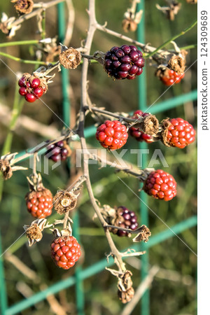 group of common blackberries hanging from the bramble in a garden group of common blackberries hanging from the bramble in a garden 124309689