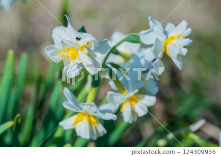 White flowers of daffodil blooming in a spring field 124309936
