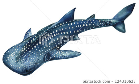 whale shark with spots underwater ocean creature sea animal. Watercolor painting marine life isolated clipart watercolor 124310625