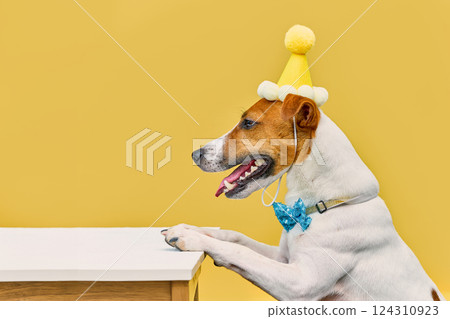 Funny Dog in a birthday hat 124310923