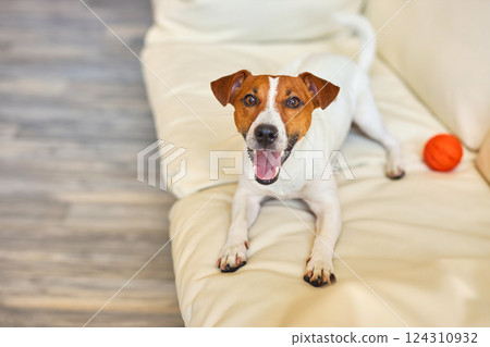 Funny little white and brown dog with dog's toy. 124310932