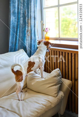 Cute dog Jack russel terrier standing on two legs 124310933