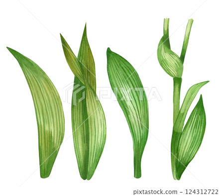 Set of watercolor illustrations. Leaves, flower stems, green with dark veins. All objects are hand-drawn with watercolor. Watercolor illustration. For printing on fabric, paper, for design. 124312722