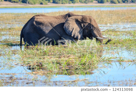 Elephant in the river Elephant in the river 124313098