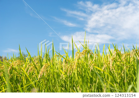 Rice ears before harvest and a refreshing blue sky [Image material of the Reiwa rice riots] 124313154