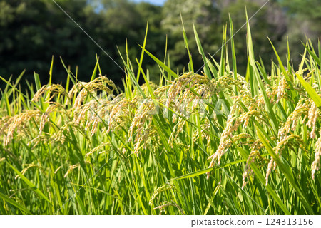 Rice before harvest [Image material of the Reiwa rice riots] 124313156