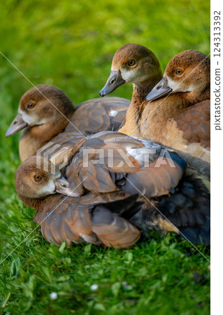 A group of juvenile Egyptian geese, huddling together on grass. Cute picture of goslings. Egyptian goose (Alopochen aegyptiaca) in Kent, UK. A group of juvenile Egyptian geese, huddling together on grass. Cute picture of goslings. Egyptian goose (Alopochen aegyptiaca) in Kent, UK. 124313392