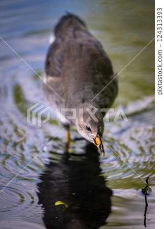 Juvenile moorhen standing in water with ripples. Common moorhen (Gallinula chloropus) in Kent, UK. Juvenile moorhen standing in water with ripples. Common moorhen (Gallinula chloropus) in Kent, UK. 124313393