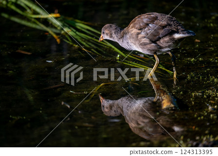 Juvenile moorhen standing in water with reflection. Head lowered with reeds in the background. Common moorhen (Gallinula chloropus) in Kent, UK. Juvenile moorhen standing in water with reflection. Head lowered with reeds in the background. Common moorhen (Gallinula chloropus) in Kent, UK. 124313395