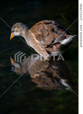 Juvenile moorhen standing in water with reflection. Common moorhen (Gallinula chloropus) in Kent, UK. 124313400