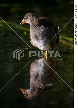 Juvenile moorhen standing in water with reflection. Facing the camera with reeds in the background. Common moorhen (Gallinula chloropus) in Kent, UK. Juvenile moorhen standing in water with reflection. Facing the camera with reeds in the background. Common moorhen (Gallinula chloropus) in Kent, UK. 124313405
