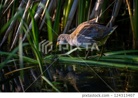 Juvenile moorhen standing on reeds and feeding. Common moorhen (Gallinula chloropus) in Kent, UK. Juvenile moorhen standing on reeds and feeding. Common moorhen (Gallinula chloropus) in Kent, UK. 124313407