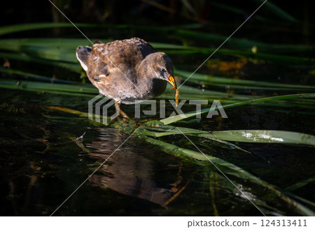 Juvenile moorhen standing on reeds and feeding. Common moorhen (Gallinula chloropus) in Kent, UK. Juvenile moorhen standing on reeds and feeding. Common moorhen (Gallinula chloropus) in Kent, UK. 124313411