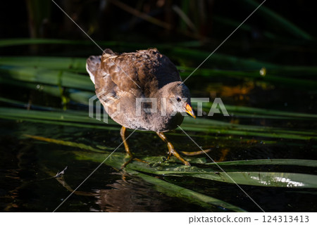Juvenile moorhen standing on reeds in bright sunlight. Common moorhen (Gallinula chloropus) in Kent, UK. Juvenile moorhen standing on reeds in bright sunlight. Common moorhen (Gallinula chloropus) in Kent, UK. 124313413
