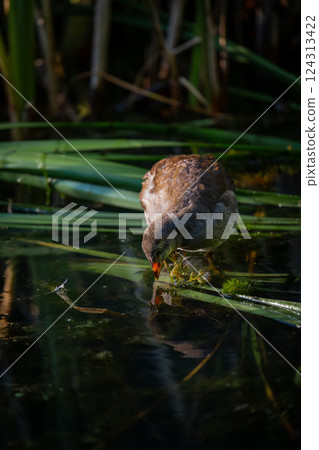 Juvenile moorhen standing on reeds with reflection. Common moorhen (Gallinula chloropus) in Kent, UK. 124313422