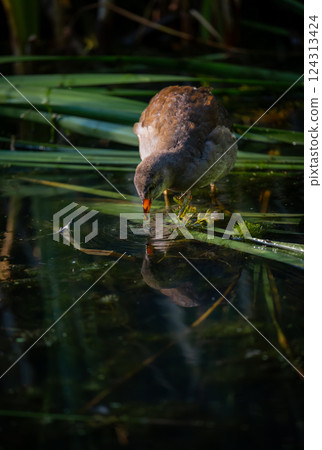 Juvenile moorhen standing on reeds with reflection. Common moorhen (Gallinula chloropus) in Kent, UK. Juvenile moorhen standing on reeds with reflection. Common moorhen (Gallinula chloropus) in Kent, UK. 124313424