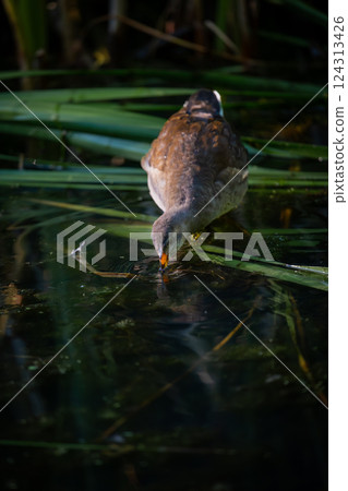 Juvenile moorhen standing on reeds with its beak in the water. Common moorhen (Gallinula chloropus) in Kent, UK. 124313426