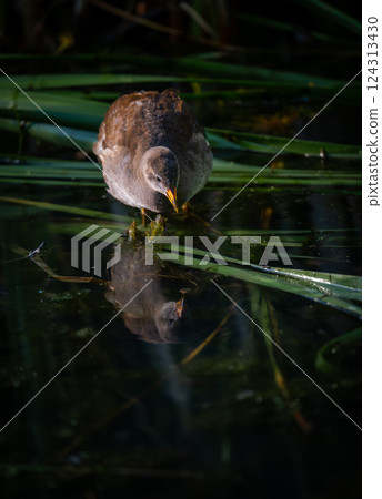 Juvenile moorhen standing on reeds with reflection. Common moorhen (Gallinula chloropus) in Kent, UK. Juvenile moorhen standing on reeds with reflection. Common moorhen (Gallinula chloropus) in Kent, UK. 124313430