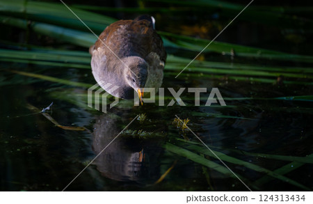 Juvenile moorhen standing on reeds facing the camera. Common moorhen (Gallinula chloropus) in Kent, UK. 124313434