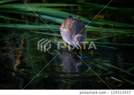 Juvenile moorhen standing on reeds with reflection. Common moorhen (Gallinula chloropus) in Kent, UK. Juvenile moorhen standing on reeds with reflection. Common moorhen (Gallinula chloropus) in Kent, UK. 124313437