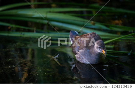 Juvenile moorhen swimming on a pond with reeds in the background. Common moorhen (Gallinula chloropus) in Kent, UK. Juvenile moorhen swimming on a pond with reeds in the background. Common moorhen (Gallinula chloropus) in Kent, UK. 124313439