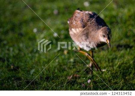 Juvenile moorhen standing on grass with copy space to left. Common moorhen (Gallinula chloropus) in Kent, UK. Juvenile moorhen standing on grass with copy space to left. Common moorhen (Gallinula chloropus) in Kent, UK. 124313452