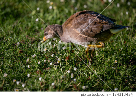 Juvenile moorhen walking on grass with daisies. Common moorhen (Gallinula chloropus) in Kent, UK. 124313454