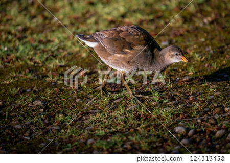 Juvenile moorhen walking in bright sunlight. Common moorhen (Gallinula chloropus) in Kent, UK. 124313458