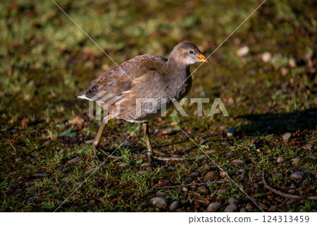 Juvenile moorhen walking in bright sunlight. Common moorhen (Gallinula chloropus) in Kent, UK. Juvenile moorhen walking in bright sunlight. Common moorhen (Gallinula chloropus) in Kent, UK. 124313459