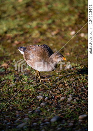 Juvenile moorhen walking in bright sunlight. Common moorhen (Gallinula chloropus) in Kent, UK. 124313461