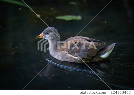 Juvenile moorhen swimming on a pond. Common moorhen (Gallinula chloropus) in Kent, UK. Juvenile moorhen swimming on a pond. Common moorhen (Gallinula chloropus) in Kent, UK. 124313463