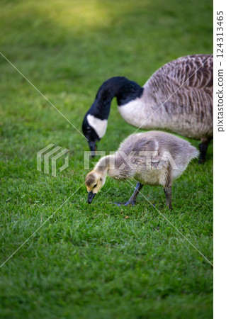Canada goose adult bird and gosling standing on grass and feeding. Canada geese (Branta canadensis) in Kent, UK. 124313465
