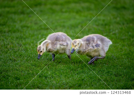 Two Canada goose goslings walking on grass. Canada geese (Branta canadensis) in Kent, UK. Two Canada goose goslings walking on grass. Canada geese (Branta canadensis) in Kent, UK. 124313468