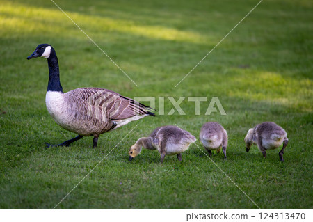 Canada goose family with one adult bird and three goslings standing on grass. Canada geese (Branta canadensis) in Kent, UK. 124313470