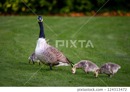 Canada goose family with one adult bird and three goslings standing on grass. Canada geese (Branta canadensis) in Kent, UK. 124313472