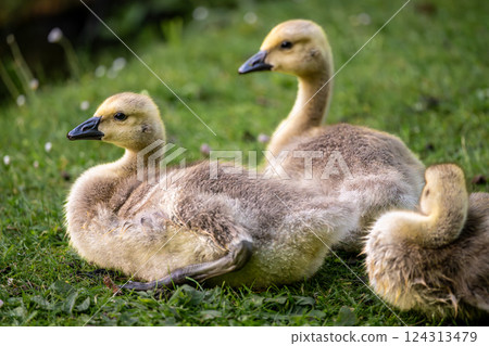 Three Canada goose goslings sitting on grass by a pond. Canada geese (Branta canadensis) in Kent, UK. 124313479