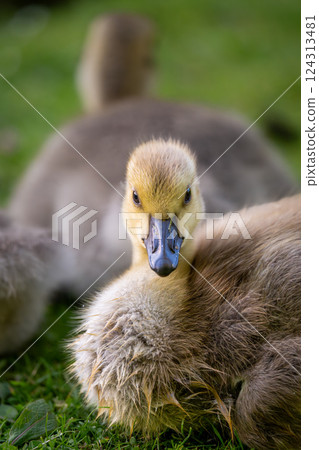 One Canada goose gosling looking at the camera. Canada geese (Branta canadensis) in Kent, UK. One Canada goose gosling looking at the camera. Canada geese (Branta canadensis) in Kent, UK. 124313481