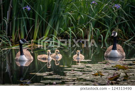 Canada goose family with two adult birds and three goslings swimming on a pond with reeds and lily pads. Canada geese (Branta canadensis) in Kent, UK. 124313490